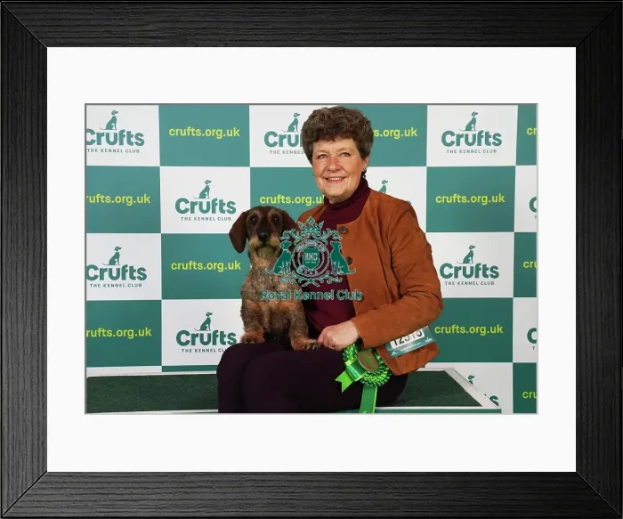 Framed Print : Kim McCalmont from Gloucestershire with Cherry, a Dachshund (Wire Haired), which was the Best of Breed winner today (Saturday 11. 03. 23), the third day of Crufts 2023, at the NEC Birmingham Framed Print : Kim McCalmont from Gloucestershire with Cherry, a Dachshund (Wire Haired), which was the Best of Breed winner today (Saturday 11. 03. 23), the third day of Crufts 2023, at the NEC Birmingham