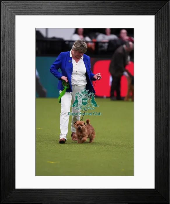Framed Print : Ruth Gee from Worksop with Boozy, a Norfolk Terrier, which was the Best of Breed winner today (Saturday 11. 03. 23), the third day of Crufts 2023, at the NEC Birmingham Framed Print : Ruth Gee from Worksop with Boozy, a Norfolk Terrier, which was the Best of Breed winner today (Saturday 11. 03. 23), the third day of Crufts 2023, at the NEC Birmingham