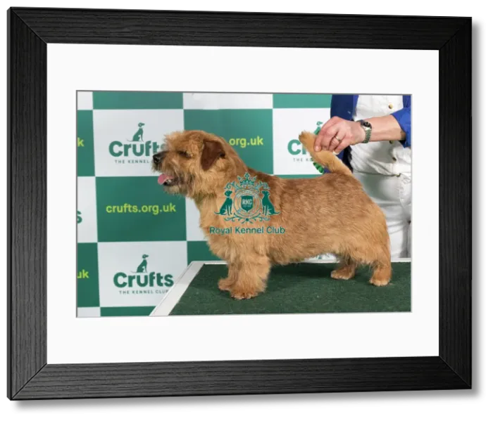 Framed Print : Best of Breed NORFOLK TERRIER Crufts 2023