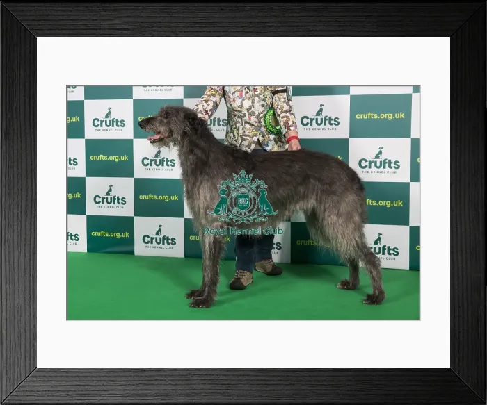 Framed Print : Best of Breed DEERHOUND Crufts 2023 Framed Print : Best of Breed DEERHOUND Crufts 2023