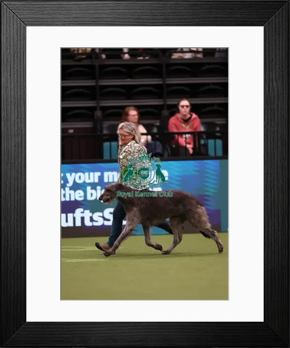 Framed Print : Dena Abbott and Nicola Bailey from Leicestershire with Pearl, a Deerhound, which was the Best of Breed winner today (Saturday 11. 03. 23), the third day of Crufts 2023, at the NEC Birmingham Framed Print : Dena Abbott and Nicola Bailey from Leicestershire with Pearl, a Deerhound, which was the Best of Breed winner today (Saturday 11. 03. 23), the third day of Crufts 2023, at the NEC Birmingham