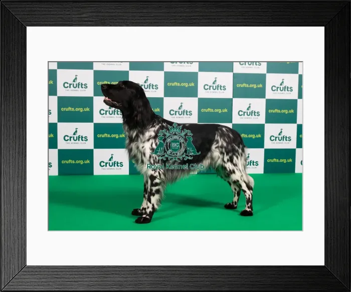 Framed Print : Best of Breed LARGE MUNSTERLANDER Crufts 2023 Framed Print : Best of Breed LARGE MUNSTERLANDER Crufts 2023