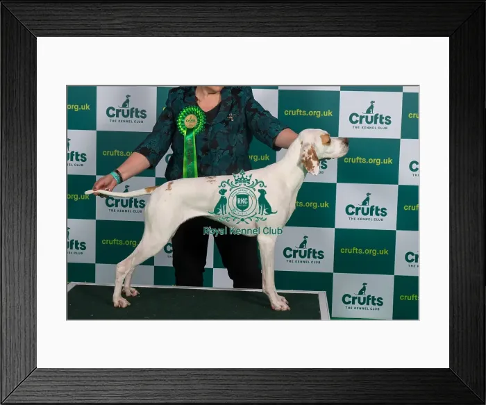 Framed Print : Best of Breed Pointer Crufts 2023 Framed Print : Best of Breed Pointer Crufts 2023