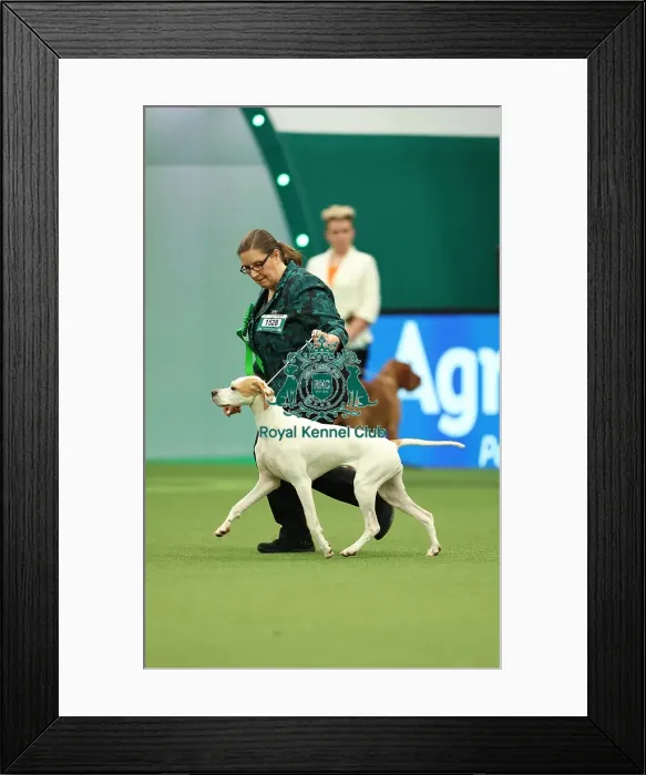 Framed Print : Jane Webb and Rachel Philo from Kenilworth with Frankie, a Pointer, which was the Best of Breed winner today (Thursday 09. 03. 23), the first day of Crufts 2023, at the NEC Birmingham Framed Print : Jane Webb and Rachel Philo from Kenilworth with Frankie, a Pointer, which was the Best of Breed winner today (Thursday 09. 03. 23), the first day of Crufts 2023, at the NEC Birmingham