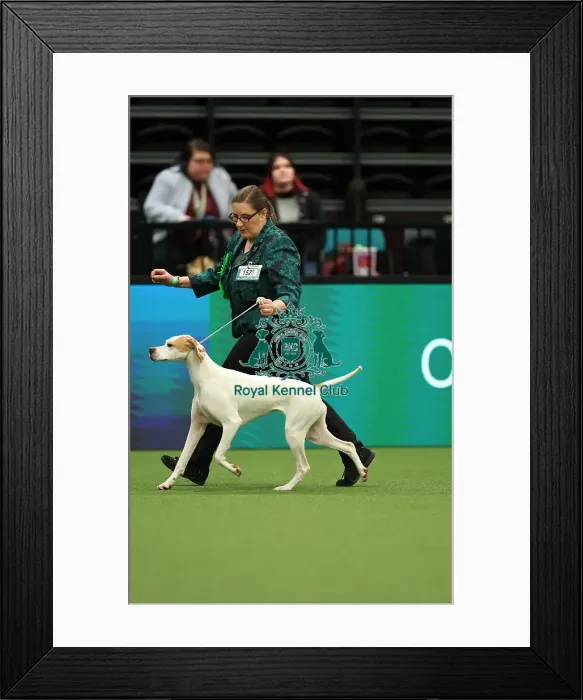 Framed Print : Jane Webb and Rachel Philo from Kenilworth with Frankie, a Pointer, which was the Best of Breed winner today (Thursday 09. 03. 23), the first day of Crufts 2023, at the NEC Birmingham Framed Print : Jane Webb and Rachel Philo from Kenilworth with Frankie, a Pointer, which was the Best of Breed winner today (Thursday 09. 03. 23), the first day of Crufts 2023, at the NEC Birmingham