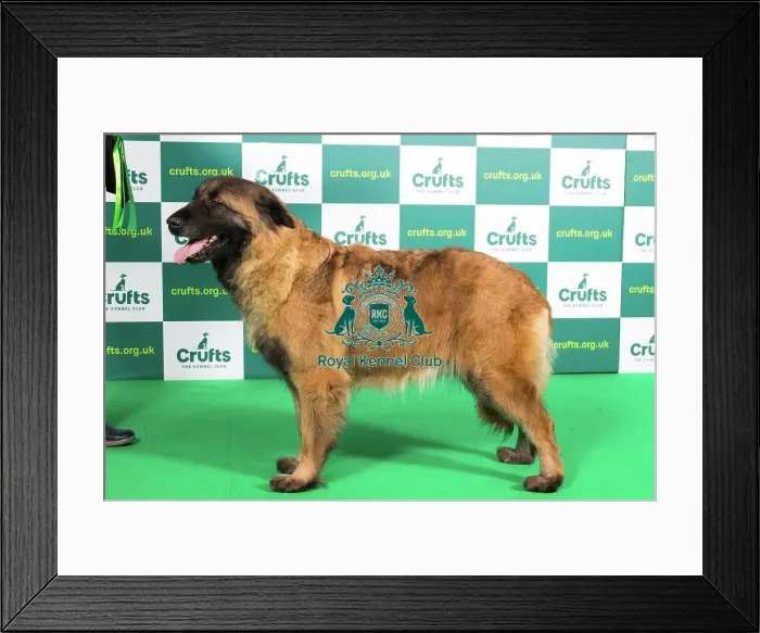 Framed Print : Best of Breed ESTRELA MOUNTAIN DOG (NONCC) Crufts 2023 Framed Print : Best of Breed ESTRELA MOUNTAIN DOG (NONCC) Crufts 2023
