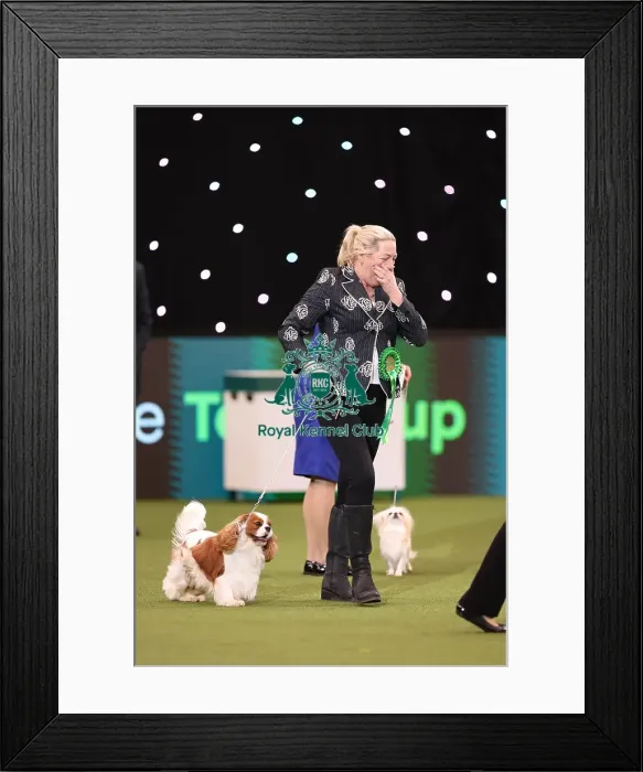 Framed Print : Tanya Ireland from Essex, with Dublin, a Cavalier King Charles Spaniel, which was the Best in Group winner today (Sunday 12. 03. 23), the last day of Crufts 2023, at the NEC Birmingham. Tanya Ireland from Essex, with Dublin Framed Print : Tanya Ireland from Essex, with Dublin, a Cavalier King Charles Spaniel, which was the Best in Group winner today (Sunday 12. 03. 23), the last day of Crufts 2023, at the NEC Birmingham. Tanya Ireland from Essex, with Dublin