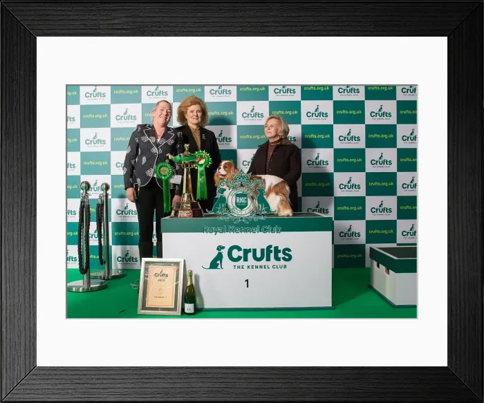 Framed Print : Toy Group 1st Place Crufts 2023 Framed Print : Toy Group 1st Place Crufts 2023