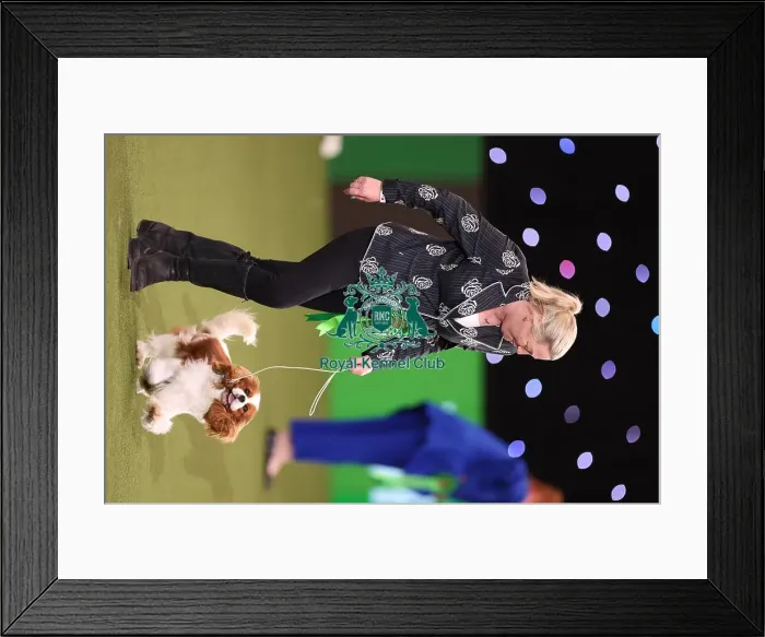 Framed Print : Tanya Ireland from Essex, with Dublin, a Cavalier King Charles Spaniel, which was the Best in Group winner today (Sunday 12. 03. 23), the last day of Crufts 2023, at the NEC Birmingham Framed Print : Tanya Ireland from Essex, with Dublin, a Cavalier King Charles Spaniel, which was the Best in Group winner today (Sunday 12. 03. 23), the last day of Crufts 2023, at the NEC Birmingham