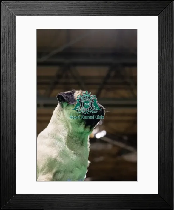 Framed Print : Best of Breed Pug Crufts 2023 Framed Print : Best of Breed Pug Crufts 2023
