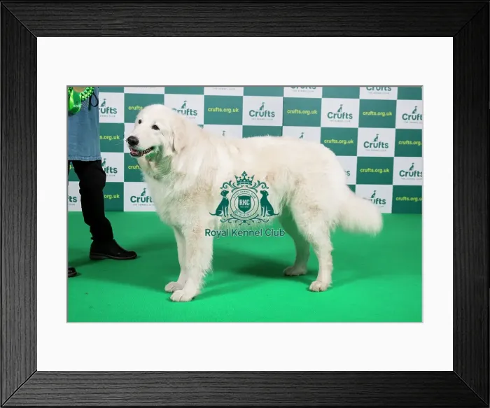 Framed Print : Best of Breed MAREMMA SHEEPDOG Crufts 2023 Framed Print : Best of Breed MAREMMA SHEEPDOG Crufts 2023