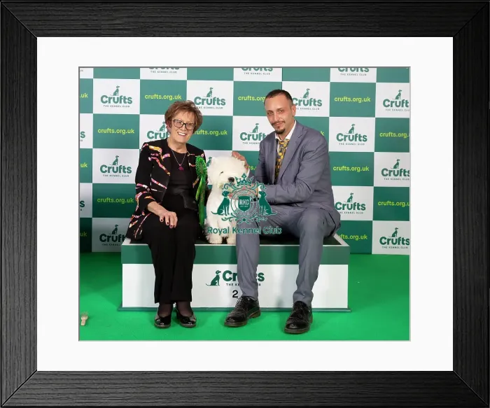Framed Print : Best of breed West Highland White Terrier Crufts 2023 Framed Print : Best of breed West Highland White Terrier Crufts 2023