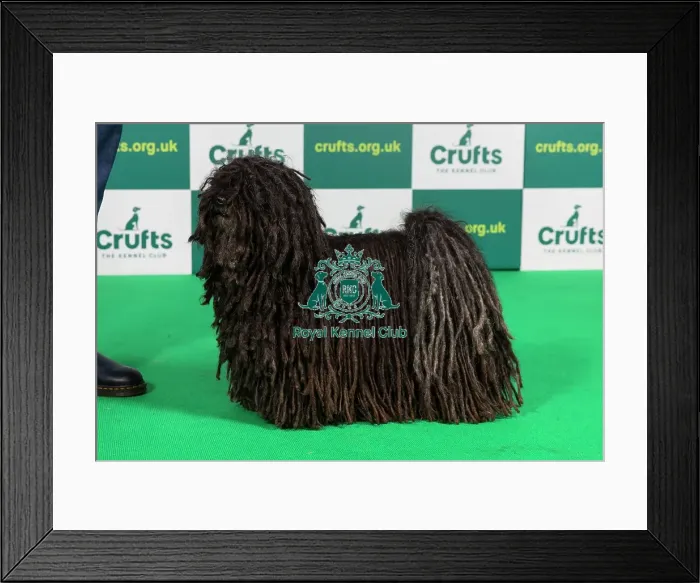 Framed Print : Best of Breed HUNGARIAN PULI Crufts 2023 Framed Print : Best of Breed HUNGARIAN PULI Crufts 2023