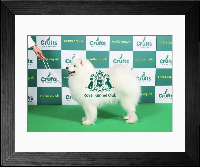 Framed Print : Best of Breed SAMOYED Crufts 2023 Framed Print : Best of Breed SAMOYED Crufts 2023