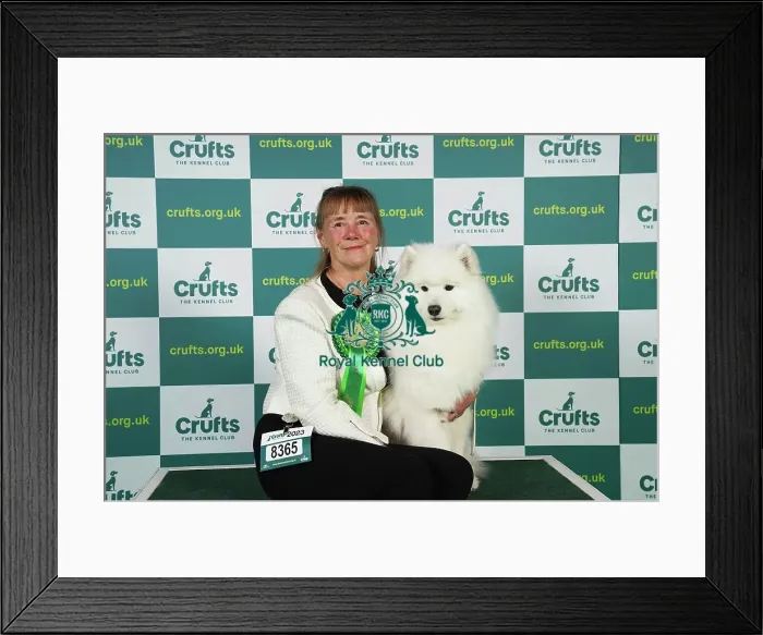Framed Print : Barbara Johnson from Litchfield with Ella, a Samoyed, which was the Best of Breed winner today (Friday 10. 03. 23), the second day of Crufts 2023, at the NEC Birmingham Framed Print : Barbara Johnson from Litchfield with Ella, a Samoyed, which was the Best of Breed winner today (Friday 10. 03. 23), the second day of Crufts 2023, at the NEC Birmingham