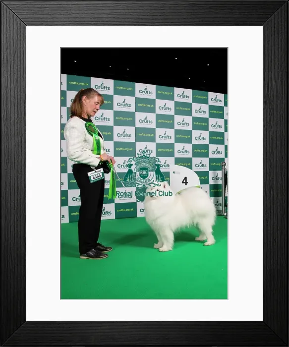 Framed Print : Working group 4th Place Crufts 2023 Framed Print : Working group 4th Place Crufts 2023