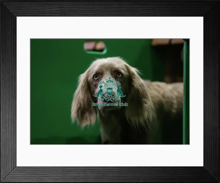 Framed Print : Janet Drewery with their Weimaraner, called Gertie, today (Thursday 09. 03. 2023) at Crufts 2023. Janet Drewery with their Weimaraner, called Gertie, today (Thursday 09. 03. 2023) at Crufts 2023 Framed Print : Janet Drewery with their Weimaraner, called Gertie, today (Thursday 09. 03. 2023) at Crufts 2023. Janet Drewery with their Weimaraner, called Gertie, today (Thursday 09. 03. 2023) at Crufts 2023