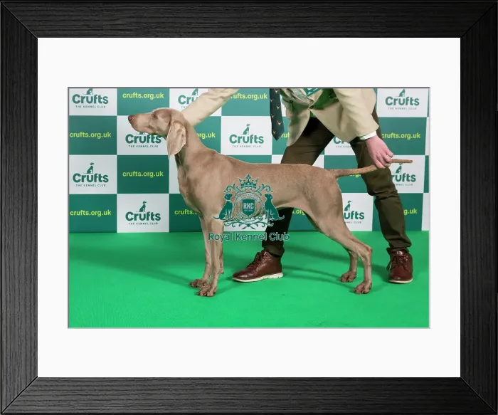 Framed Print : Best of Breed WEIMARANER Crufts 2023 Framed Print : Best of Breed WEIMARANER Crufts 2023
