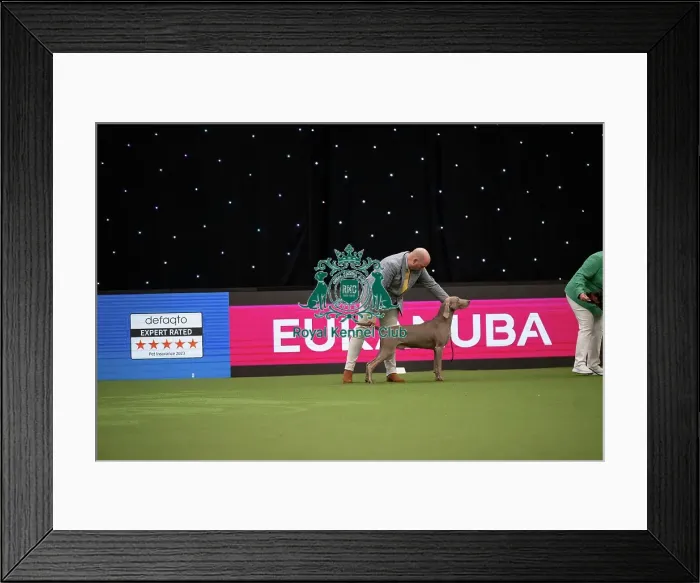 Framed Print : The Kennel Club 150th Anniversary Stakes