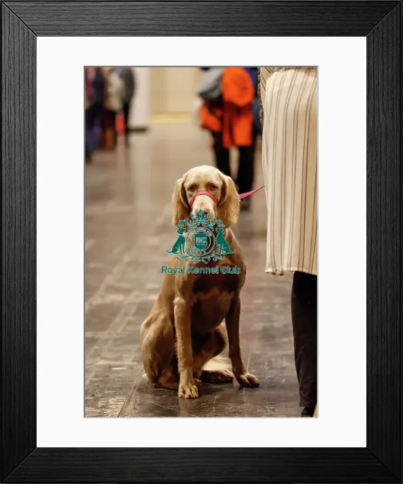 Framed Print : Longhaired Weimaraner - Rogue, Entry Number 4351 Framed Print : Longhaired Weimaraner - Rogue, Entry Number 4351