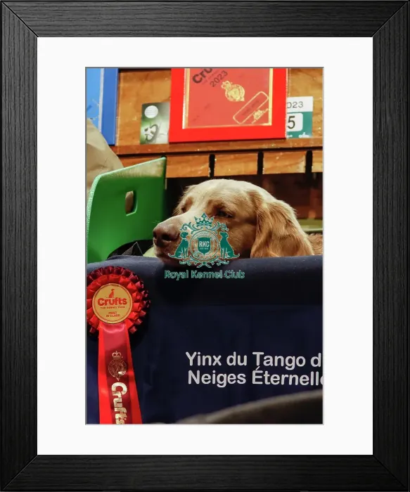 Framed Print : First In Class Weimaraner, Longhaired Framed Print : First In Class Weimaraner, Longhaired