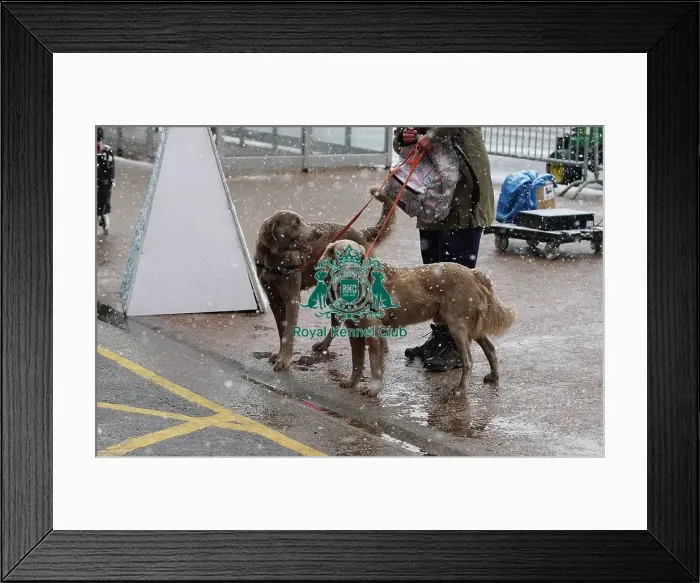 Framed Print : Valerie Torenstra with their Long haired Weimarane, called Yuka and Yinx, arriving today (Thursday 09. 03. 2023) at Crufts 2023 Framed Print : Valerie Torenstra with their Long haired Weimarane, called Yuka and Yinx, arriving today (Thursday 09. 03. 2023) at Crufts 2023