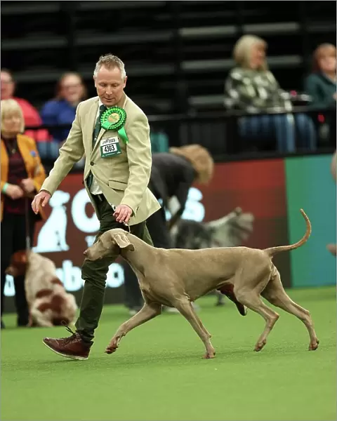Colin Nugent from Armagh with Didi, a Weimaraner, which was the Best of Breed winner today (Thursday 09. 03. 23), the first day of Crufts 2023, at the NEC Birmingham