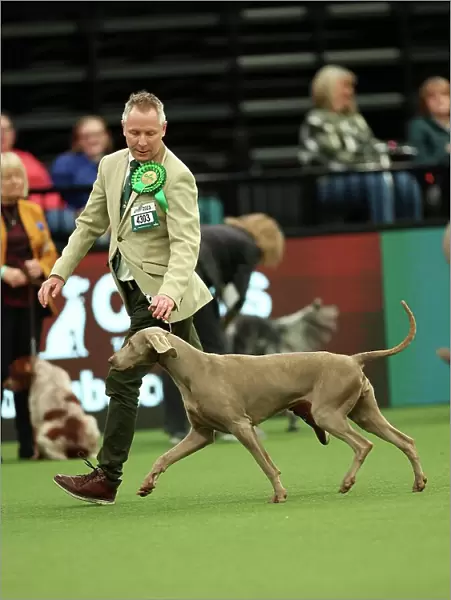 Colin Nugent from Armagh with Didi, a Weimaraner, which was the Best of Breed winner today (Thursday 09. 03. 23), the first day of Crufts 2023, at the NEC Birmingham