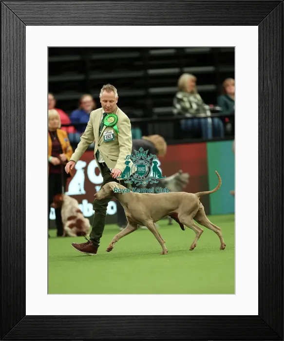 Framed Print : Colin Nugent from Armagh with Didi, a Weimaraner, which was the Best of Breed winner today (Thursday 09. 03. 23), the first day of Crufts 2023, at the NEC Birmingham Framed Print : Colin Nugent from Armagh with Didi, a Weimaraner, which was the Best of Breed winner today (Thursday 09. 03. 23), the first day of Crufts 2023, at the NEC Birmingham