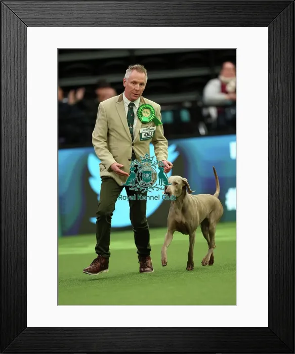 Framed Print : Colin Nugent from Armagh with Didi, a Weimaraner, which was the Best of Breed winner today (Thursday 09. 03. 23), the first day of Crufts 2023, at the NEC Birmingham Framed Print : Colin Nugent from Armagh with Didi, a Weimaraner, which was the Best of Breed winner today (Thursday 09. 03. 23), the first day of Crufts 2023, at the NEC Birmingham