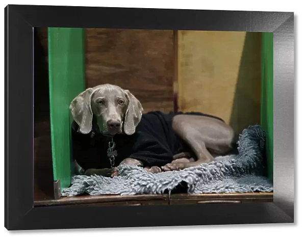 A Weimaraner, called Harelferg Wise, at their bench today (Thursday 09. 03. 2023) at Crufts 2023