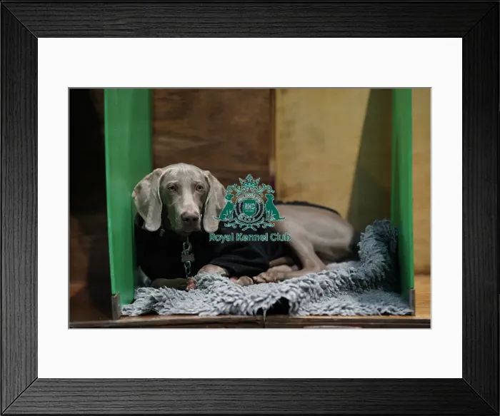 Framed Print : A Weimaraner, called Harelferg Wise, at their bench today (Thursday 09. 03. 2023) at Crufts 2023 Framed Print : A Weimaraner, called Harelferg Wise, at their bench today (Thursday 09. 03. 2023) at Crufts 2023