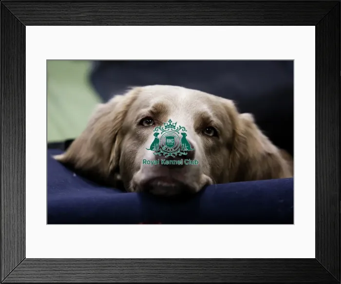 Framed Print : Val Torenstra with their Weimaraner, called Yinx, today (Thursday 09. 03. 2023) at Crufts 2023. Val Torenstra with their Weimaraner, called Yinx, today (Thursday 09. 03. 2023) at Crufts 2023 Framed Print : Val Torenstra with their Weimaraner, called Yinx, today (Thursday 09. 03. 2023) at Crufts 2023. Val Torenstra with their Weimaraner, called Yinx, today (Thursday 09. 03. 2023) at Crufts 2023