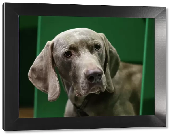 Weimaraner, called Parker, today (Thursday 09. 03. 2023) at Crufts 2023. Weimaraner, called Parker, today (Thursday 09. 03. 2023) at Crufts 2023