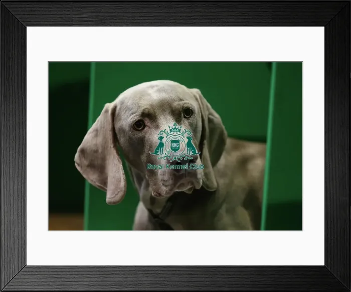 Framed Print : Weimaraner, called Parker, today (Thursday 09. 03. 2023) at Crufts 2023. Weimaraner, called Parker, today (Thursday 09. 03. 2023) at Crufts 2023 Framed Print : Weimaraner, called Parker, today (Thursday 09. 03. 2023) at Crufts 2023. Weimaraner, called Parker, today (Thursday 09. 03. 2023) at Crufts 2023