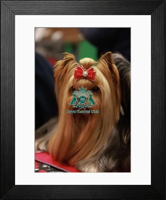 Framed Print : Lucie Fialova from Czech Republic with Cirilla, a Yorkshire Terr Framed Print : Lucie Fialova from Czech Republic with Cirilla, a Yorkshire Terr