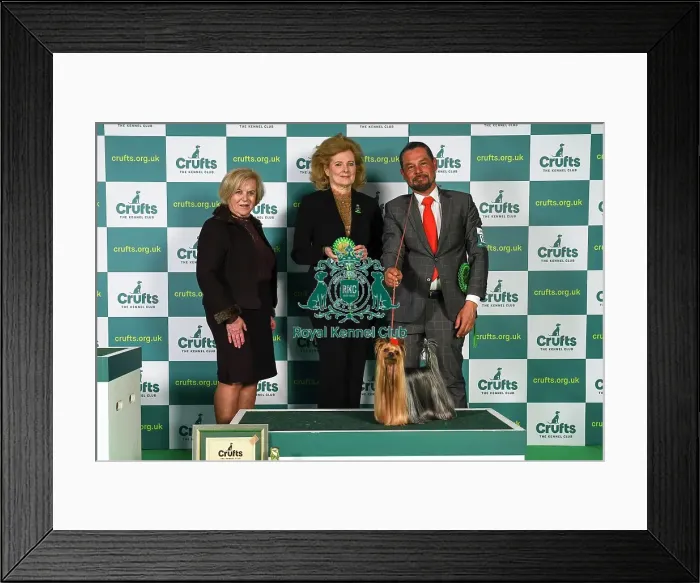 Framed Print : Sergio Amien from Spain, with Connon, a Yorkshire Terrier, which was the Best in Group winner today (Sunday 12. 03. 23), the last day of Crufts 2023, at the NEC Birmingham. Sergio Amien from Spain, with Connon, a Yorkshire Terrier Framed Print : Sergio Amien from Spain, with Connon, a Yorkshire Terrier, which was the Best in Group winner today (Sunday 12. 03. 23), the last day of Crufts 2023, at the NEC Birmingham. Sergio Amien from Spain, with Connon, a Yorkshire Terrier