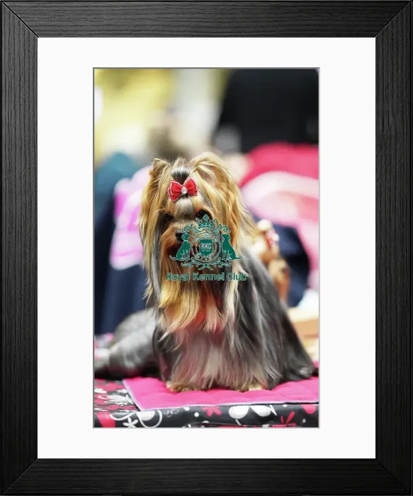 Framed Print : Lucie Fialova from Czech Republic with Cirilla, a Yorkshire Terrier, (Sunday 12. 03. 23), the last day of Crufts 2023, at the NEC Birmingham Framed Print : Lucie Fialova from Czech Republic with Cirilla, a Yorkshire Terrier, (Sunday 12. 03. 23), the last day of Crufts 2023, at the NEC Birmingham