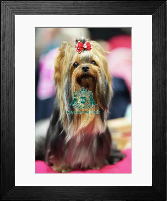 Framed Print : Lucie Fialova from Czech Republic with Cirilla, a Yorkshire Terrier, (Sunday 12. 03. 23), the last day of Crufts 2023, at the NEC Birmingham