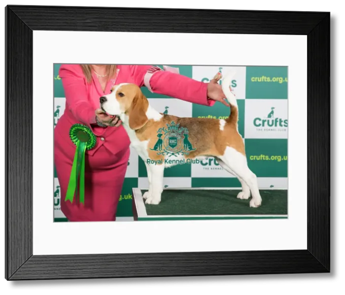 Framed Print : Best of Breed Beagle Crufts 2023 Framed Print : Best of Breed Beagle Crufts 2023