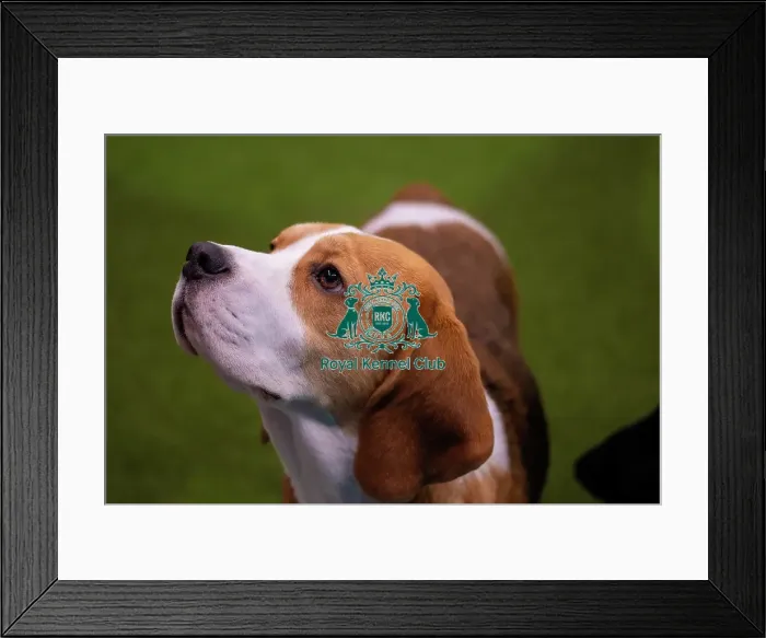 Framed Print : Best In Group Dogs And People Main Arena Beagle Framed Print : Best In Group Dogs And People Main Arena Beagle