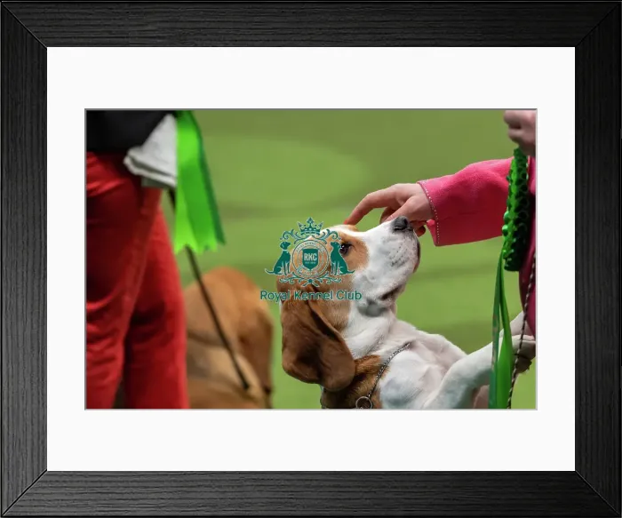 Framed Print : Best in Group Judging for Hound Group at Crufts 2023 on Saturday Framed Print : Best in Group Judging for Hound Group at Crufts 2023 on Saturday