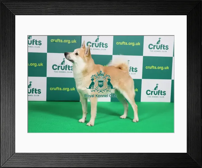 Framed Print : Best of Breed NORWEGIAN BUHUND Crufts 2023 Framed Print : Best of Breed NORWEGIAN BUHUND Crufts 2023