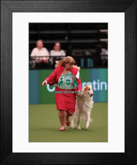 Framed Print : Sue Pinkerton from Exeter with Rory, a Borzoi, which was the Best of Breed winner today (Saturday 11. 03. 23), the third day of Crufts 2023, at the NEC Birmingham. Sue Pinkerton from Exeter with Rory, a Borzoi Framed Print : Sue Pinkerton from Exeter with Rory, a Borzoi, which was the Best of Breed winner today (Saturday 11. 03. 23), the third day of Crufts 2023, at the NEC Birmingham. Sue Pinkerton from Exeter with Rory, a Borzoi