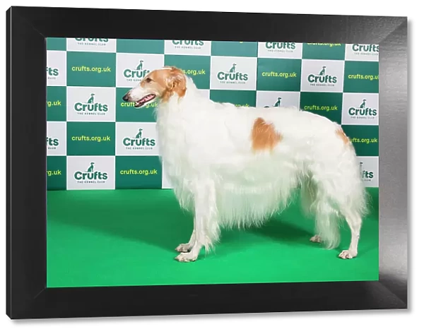 Best of Breed BORZOI Crufts 2023
