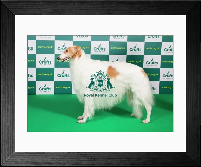Framed Print : Best of Breed BORZOI Crufts 2023 Framed Print : Best of Breed BORZOI Crufts 2023