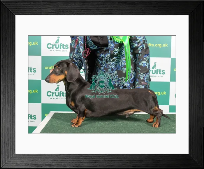 Framed Print : Best of Breed DACHSHUND (SMOOTH HAIRED) Crufts 2023 Framed Print : Best of Breed DACHSHUND (SMOOTH HAIRED) Crufts 2023