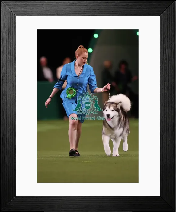 Framed Print : Rochelle and Jessica Smith from Taunton with Zane, an Alaskan Malamute, which was the Best of Breed winner today (Friday 10. 03. 23), the second day of Crufts 2023, at the NEC Birmingham