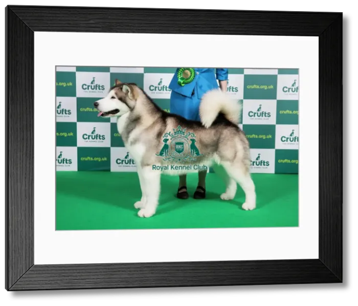 Framed Print : Best of Breed ALASKAN MALAMUTE Crufts 2023 Framed Print : Best of Breed ALASKAN MALAMUTE Crufts 2023