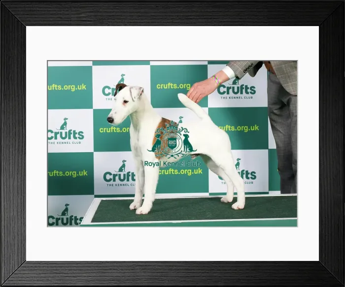 Framed Print : Best of Breed FOX TERRIER (SMOOTH) Crufts 2023 Framed Print : Best of Breed FOX TERRIER (SMOOTH) Crufts 2023
